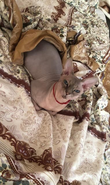 Richie the Cat